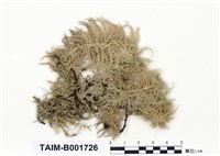 藏品(粗葉泥炭苔)的圖片